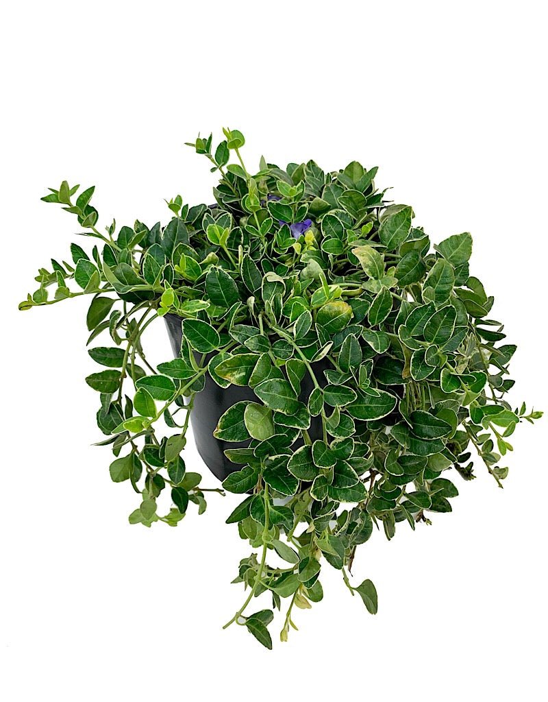 Vinca minor 'Ralph Shugert' - Groundcovers