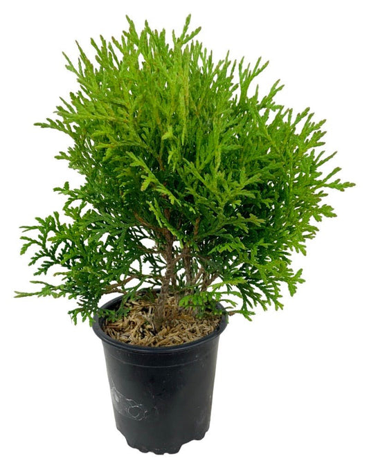 Thuja occidentalis 'Little Giant' - The Garden Corner