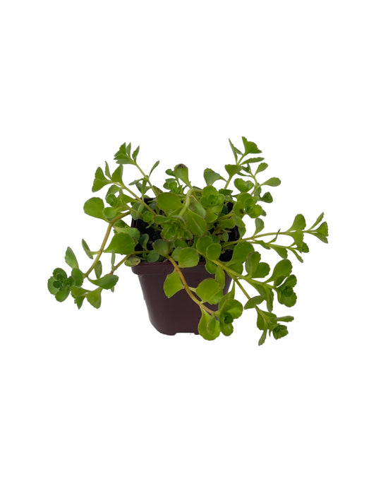 Sedum 'John Creech' - The Garden Corner
