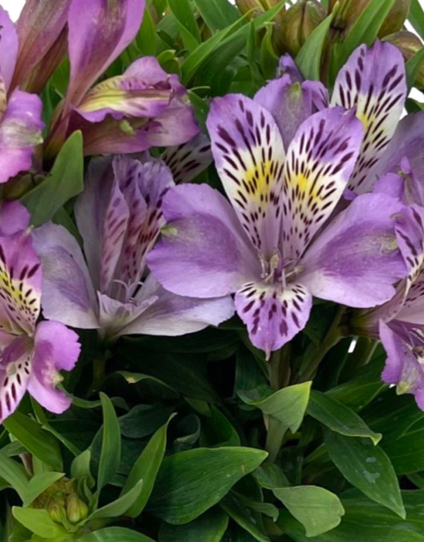 Alstroemeria 'Inca Ocean' 8 inch
