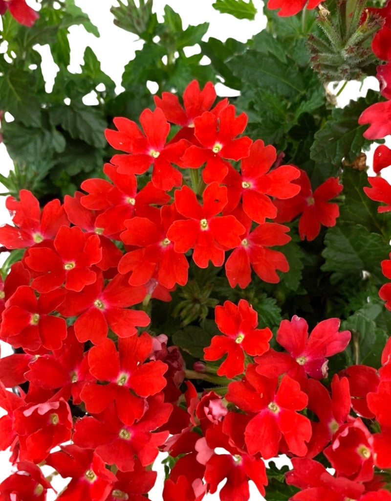 Verbena 'Lascar Orange Lava'