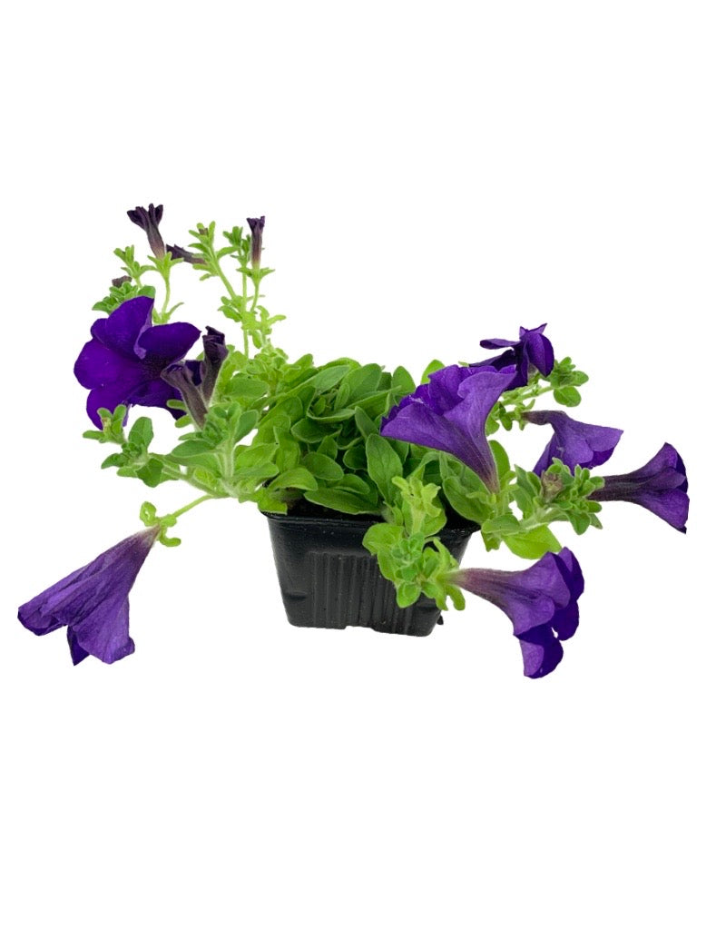 Petunia 'Surfinia Giant Blue'
