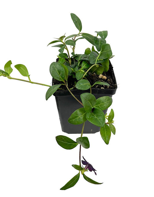 Vinca minor 'Atropurpurea' - The Garden Corner