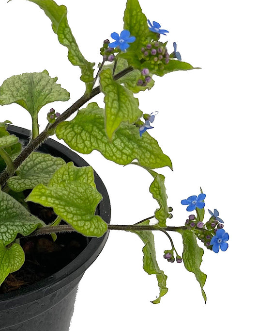 Brunnera macrophylla 'Jack Frost'