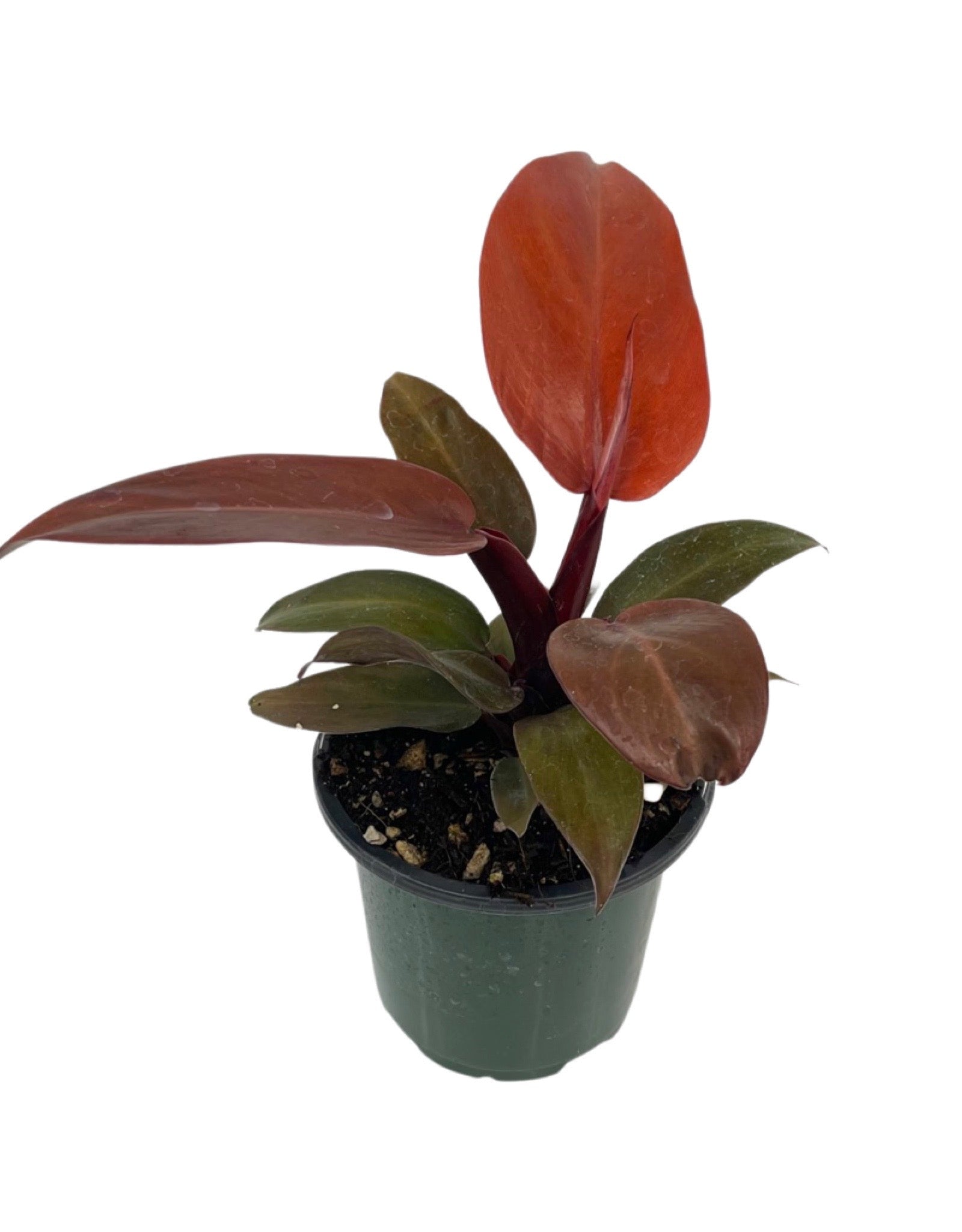 philodendron red sun vs mccolley's finale Philodendron 'McColley's Finale' – The Garden Corner