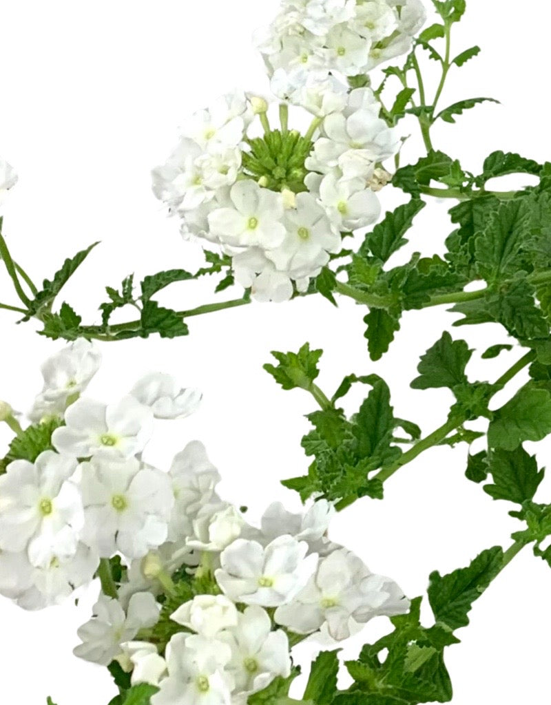 Verbena 'Endurascape White'