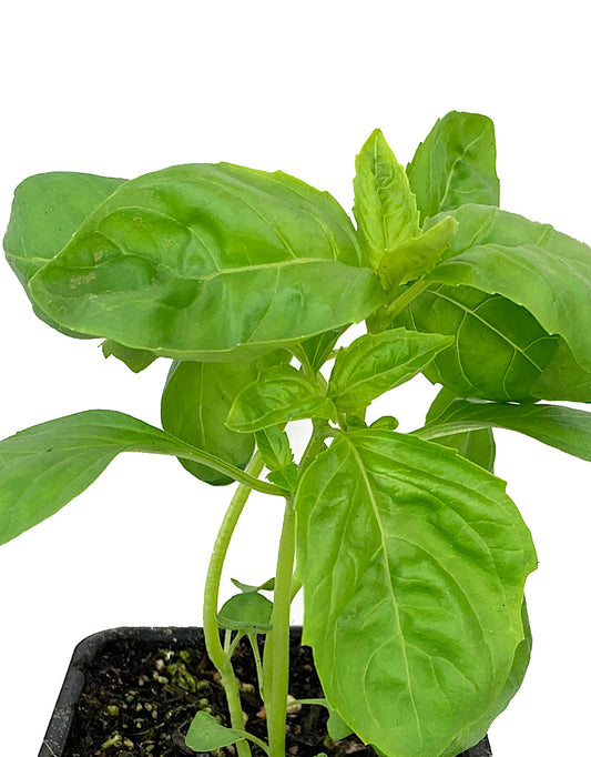 Basil Sweet Italian