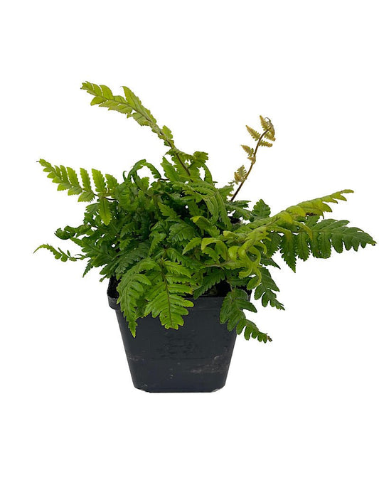 Dryopteris lepidopoda 4 Inch - The Garden Corner
