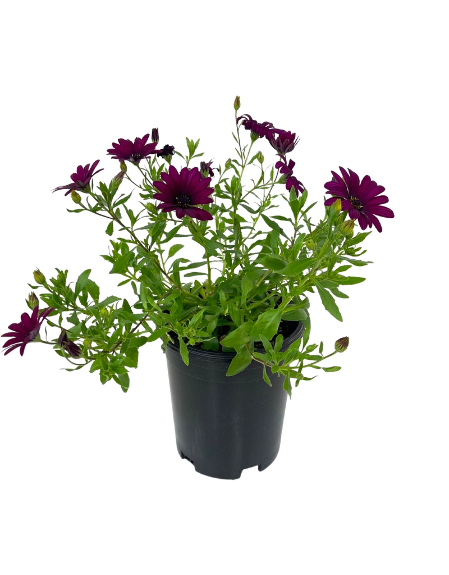 Osteospermum 'FlowerPower Purple/Red' 1 Gallon