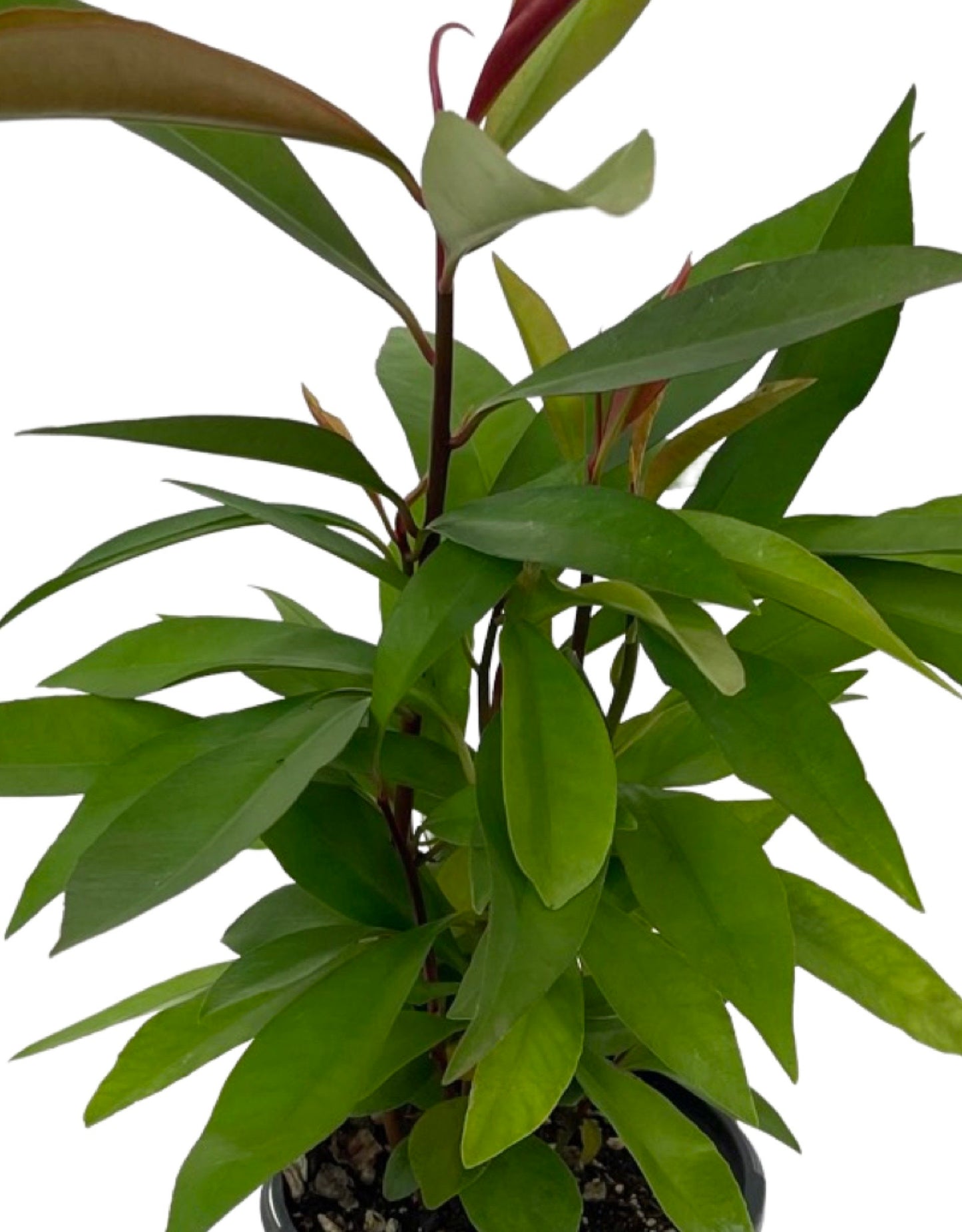 Ardisia humilis Quart