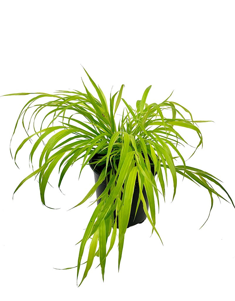 Hakonechloa macra 'Sunflare'
