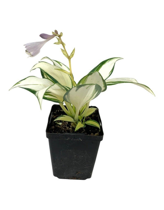 Hosta 'Remember Me' 4 Inch - The Garden Corner