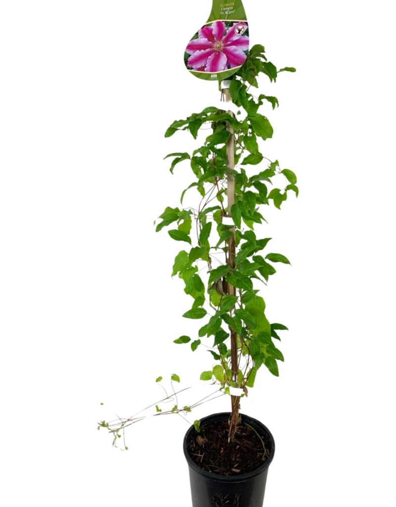 Clematis 'Dr. Ruppel'