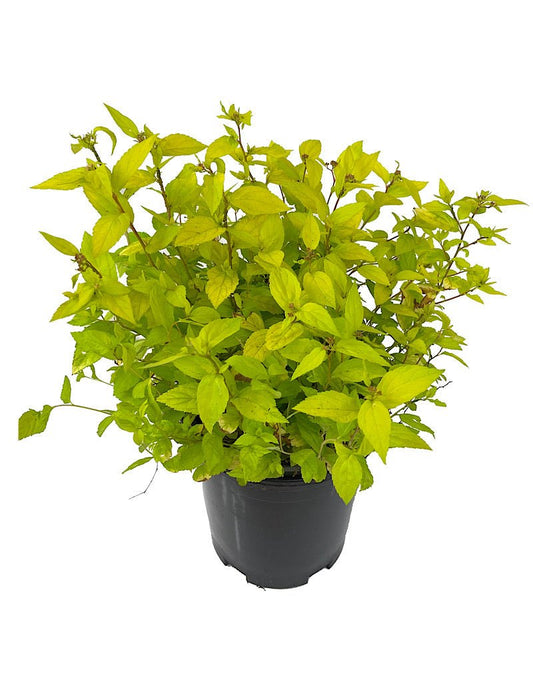 Spirea 'Limemound' 1 Gallon - The Garden Corner