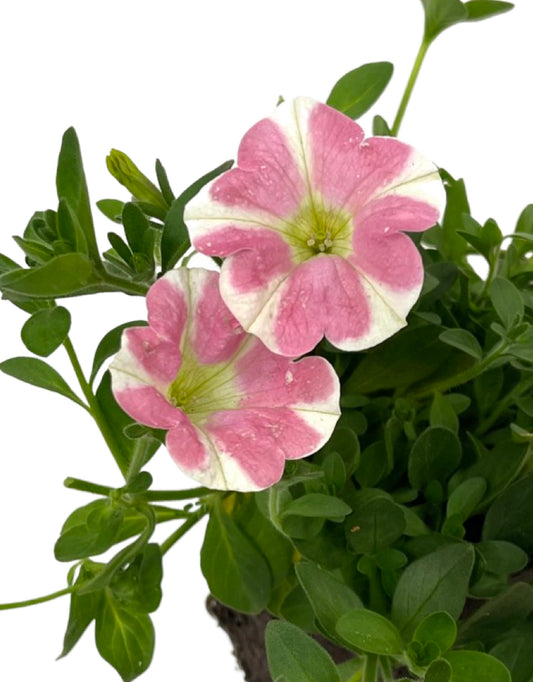 Petunia 'Surfinia Heartbeat'
