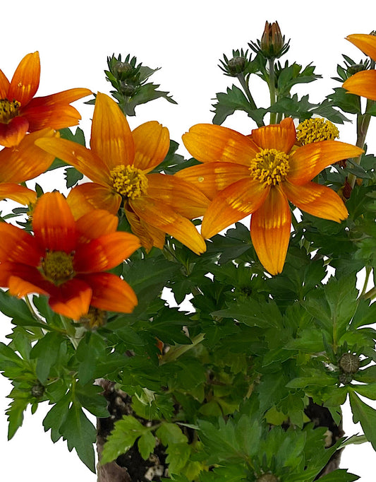 Bidens 'Bidyboom Bonfire'