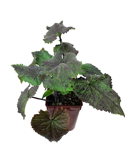Lunaria 'Rosemary Verey   Quart