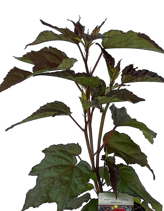 Hibiscus 'Midnight Marvel' 1 Gallon - The Garden Corner