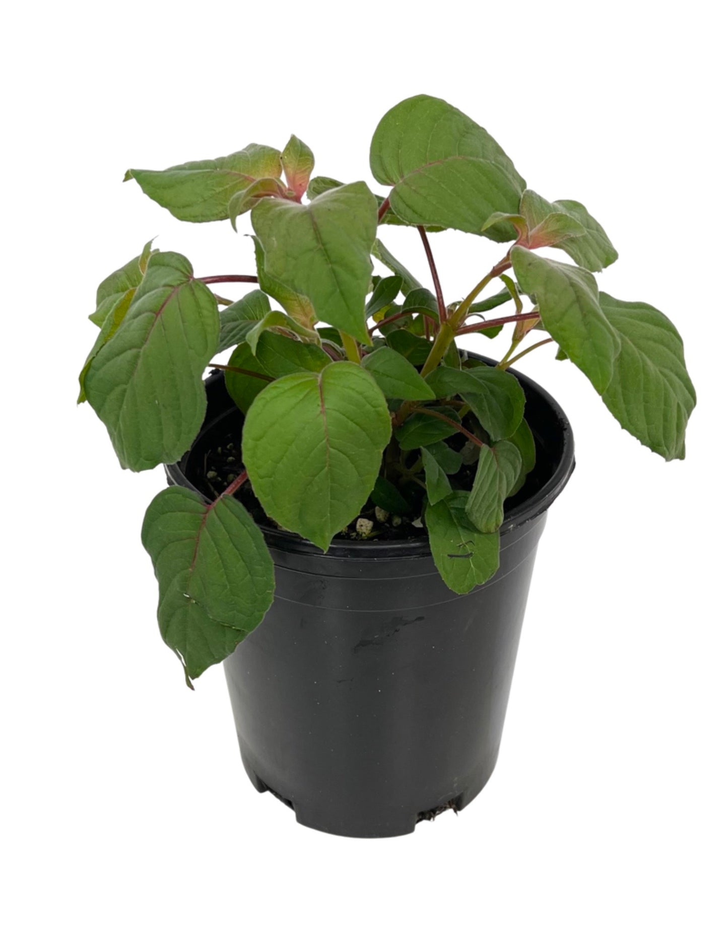 Fuchsia fulgens  €˜Speciosa  1 Gallon