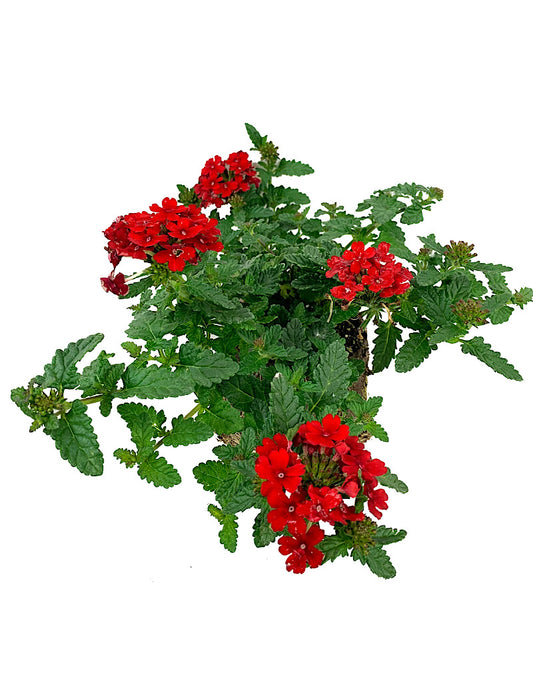 Verbena 'Endurascape Red'