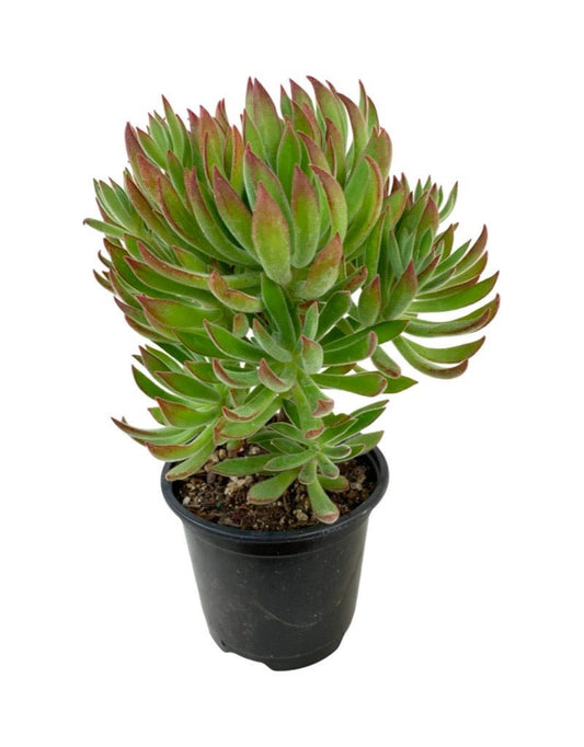 Echeveria harmsii Quart - The Garden Corner