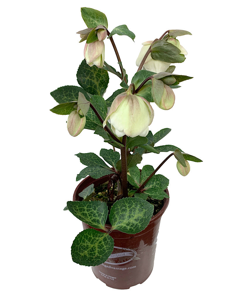 Helleborus x 'Molly's White'