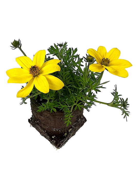 Bidens 'Goldilocks Rocks'