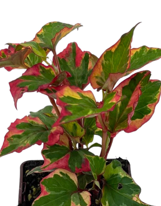 Houttuynia 'Chameleon' 4 inch - The Garden Corner
