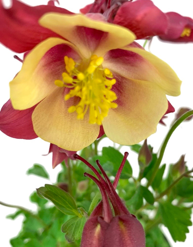 Aquilegia 'Early Bird Red/Yellow'