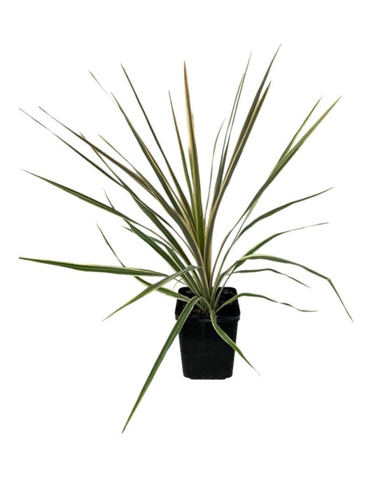 Cordyline australis 'Torbay Dazzler' - The Garden Corner