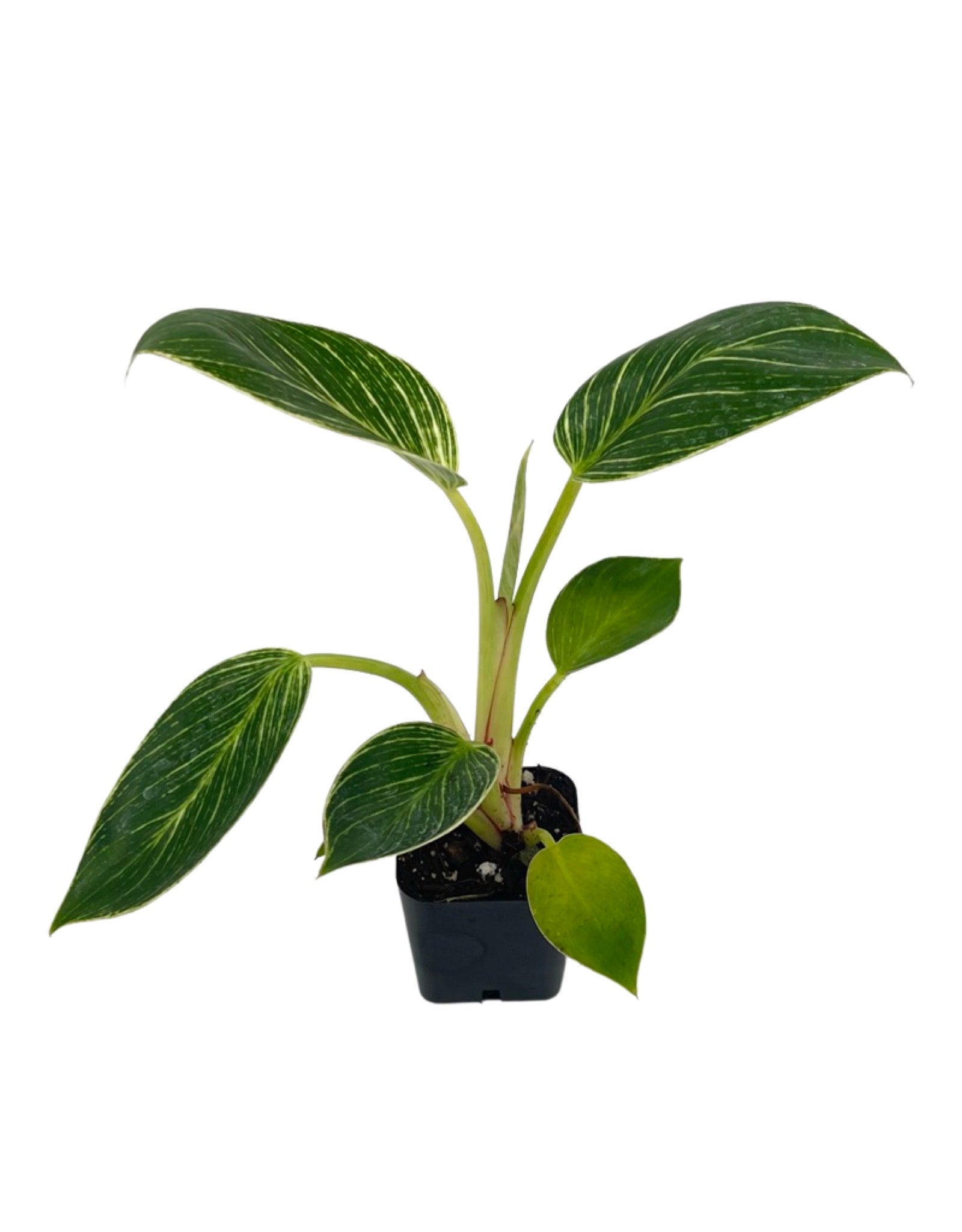 philodendron birkin varieties Philodendron 'Birkin' – The Garden Corner
