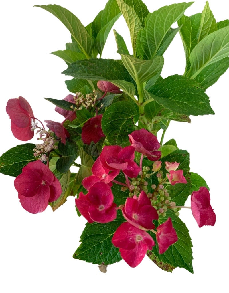 Hydrangea macrophylla 'Bloomables Cherry Explosion'