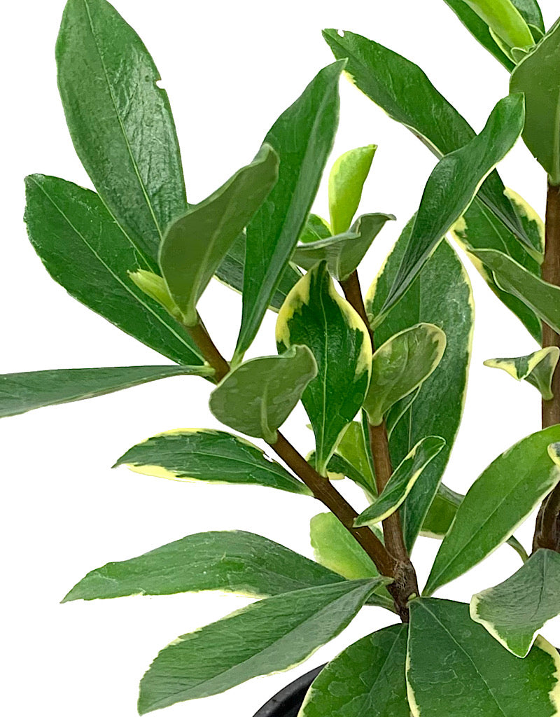 Daphne odora 'Aureomarginata' Quart