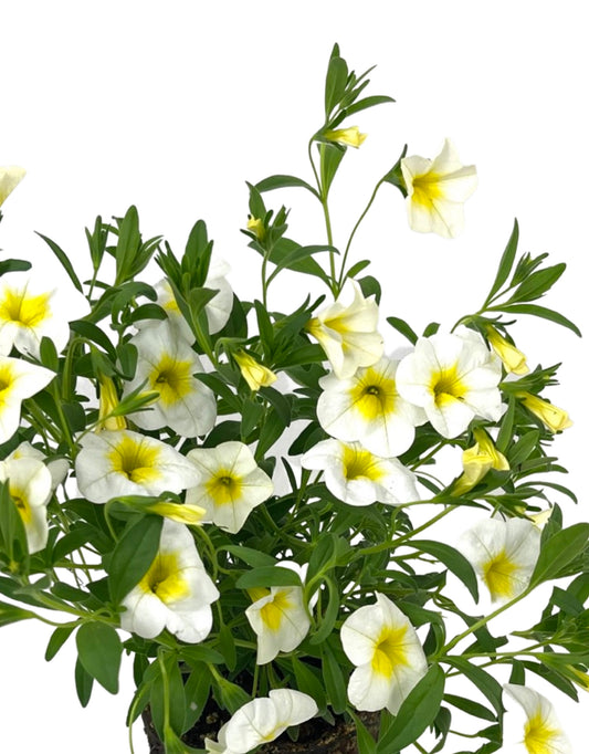 Calibrachoa 'Cha-Cha Diva Frosty Lemon'