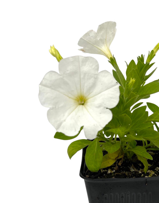Petunia 'Main Stage White'