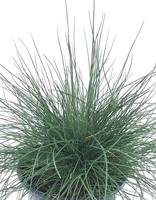 Festuca 'Siskiyou Blue' 1 Gallon - The Garden Corner