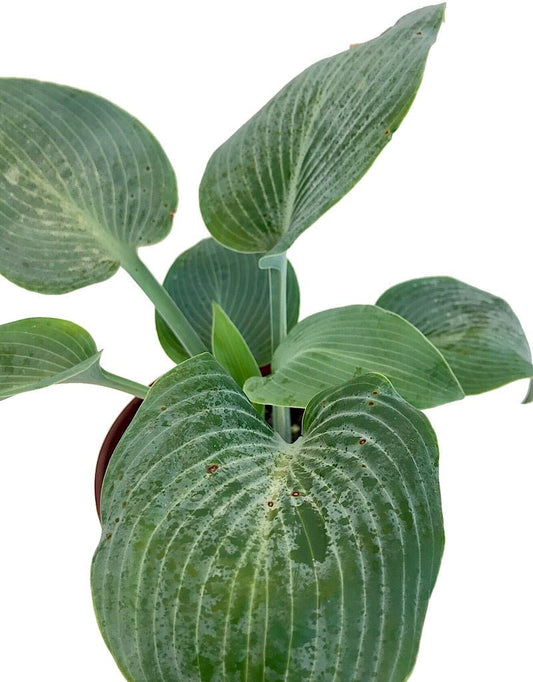 Hosta 'Halcyon' 1 Gallon - The Garden Corner