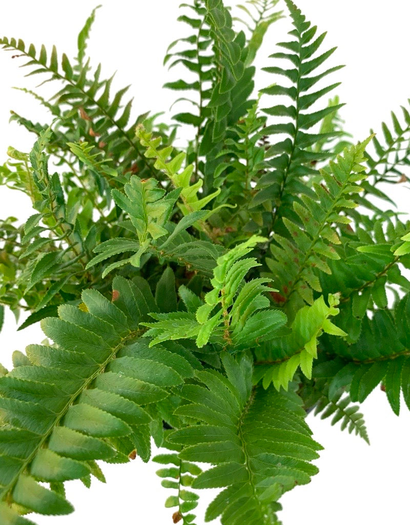 Polystichum munitum 'Western Sword Fern'