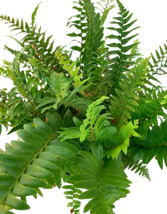 Polystichum munitum 'Western Sword Fern'