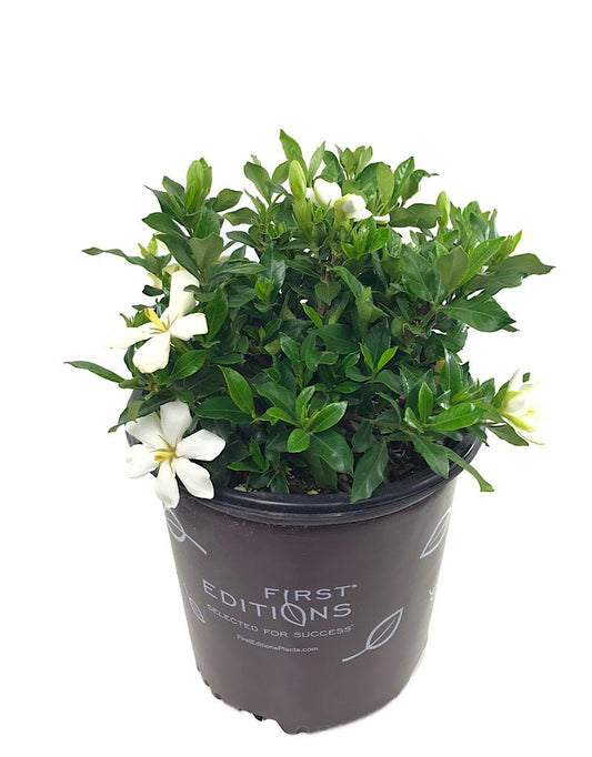 Gardenia jasminoides 'Sweet Star' 2 gal - The Garden Corner