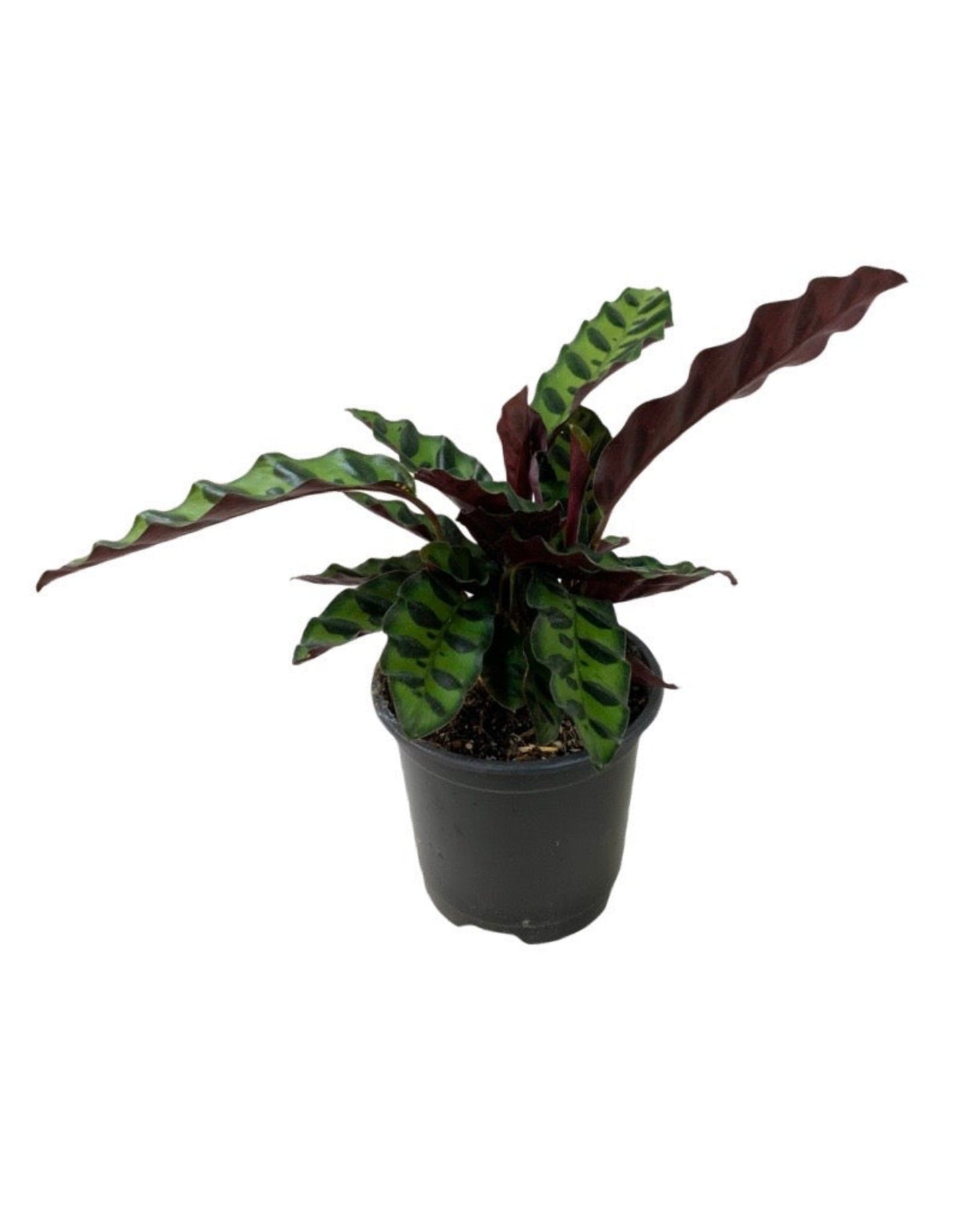 Calathea lancifolia