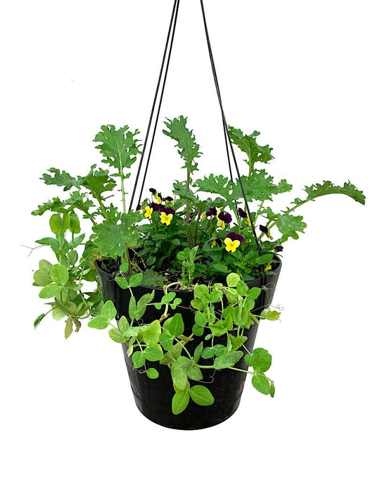 Edible Hanging Garden 3 - The Garden Corner