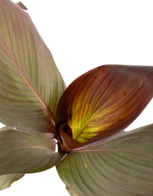 Canna 'Cleopatra Red'