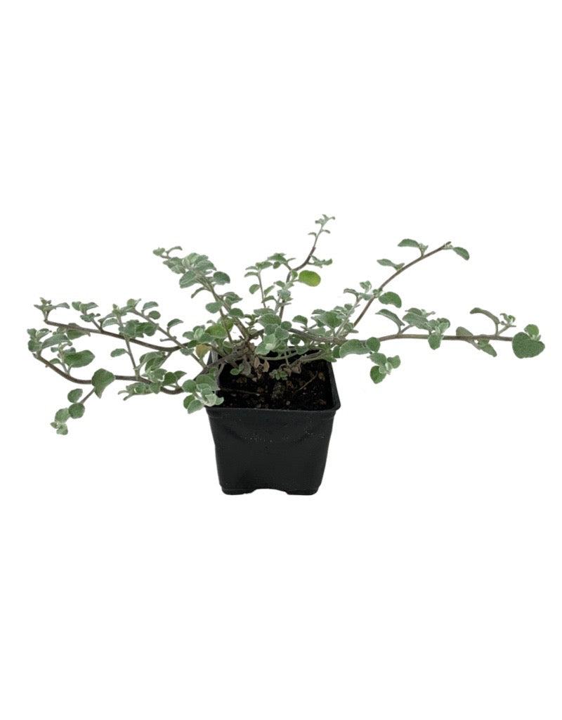 helichrysum petiolare 'Silver Licorice'