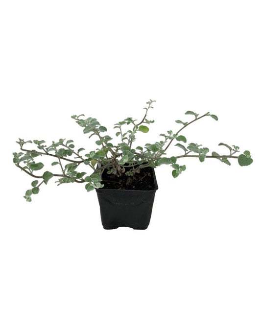 helichrysum petiolare 'Silver Licorice' - The Garden Corner