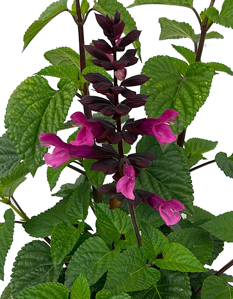 Salvia 'Rockin Fuchsia'