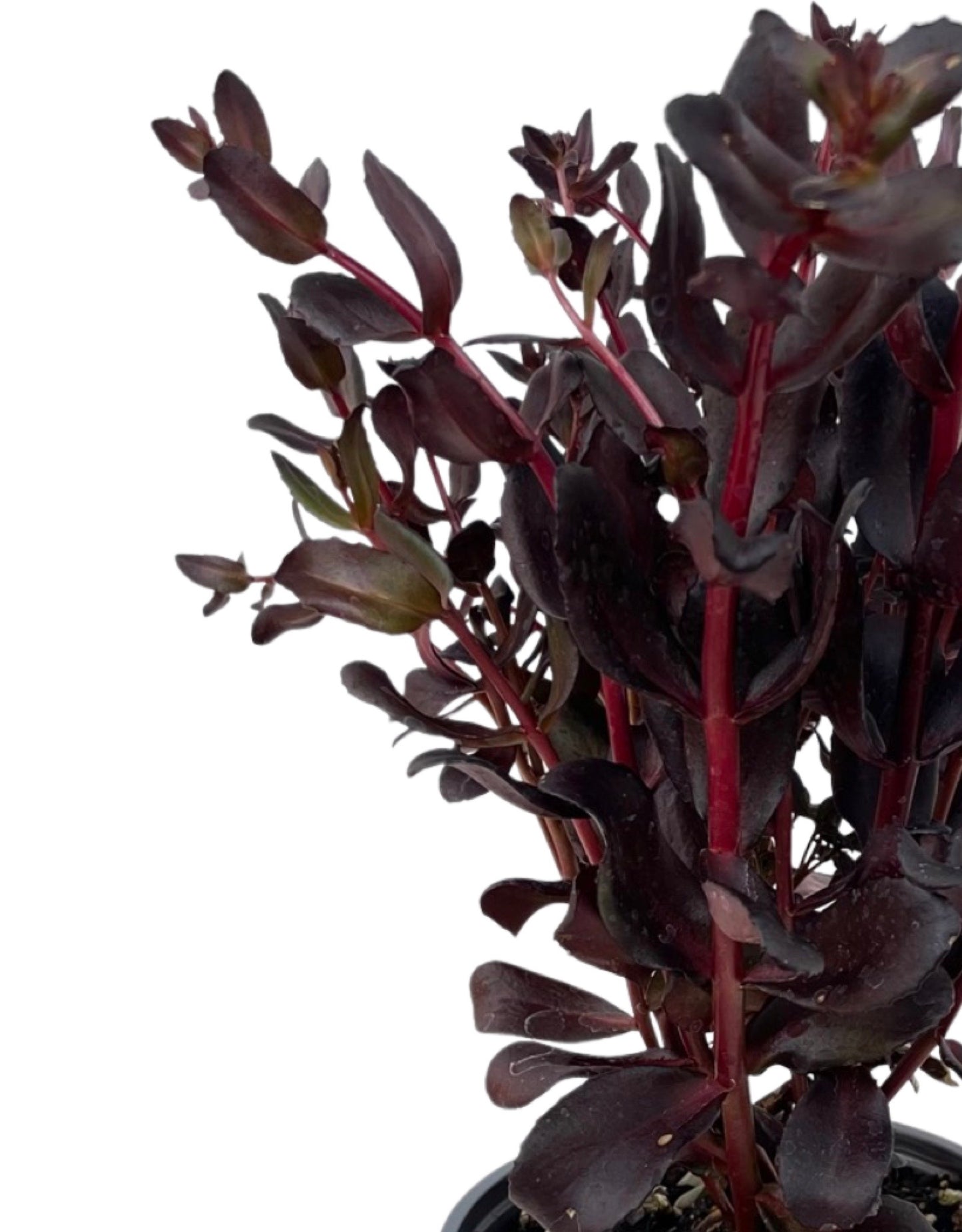 Sedum 'Touchdown Teak' 1 Gallon