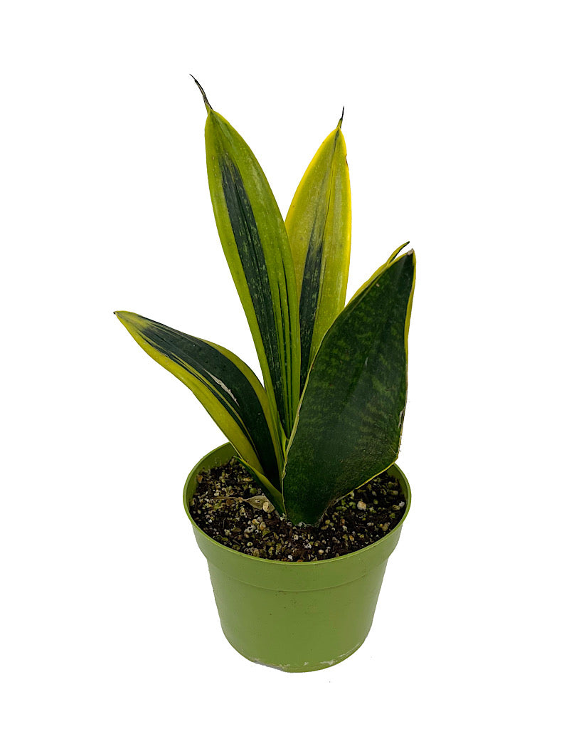 Sansevieria trifasciata 'Gold Flame'