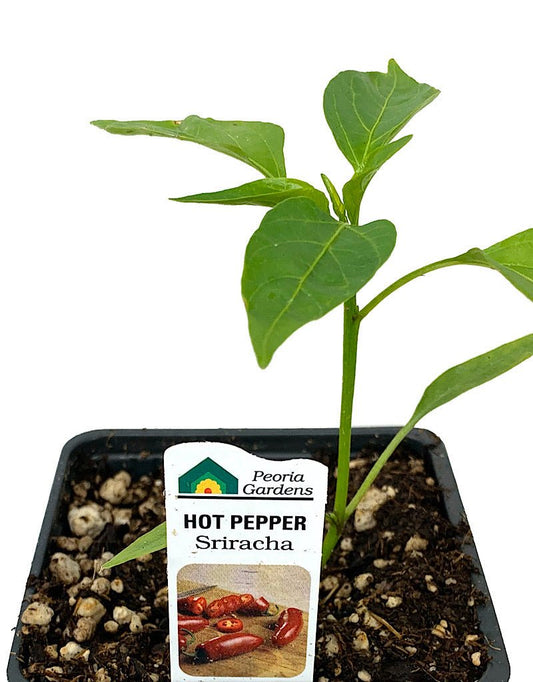 Pepper 'Sriracha' 4 inch - The Garden Corner