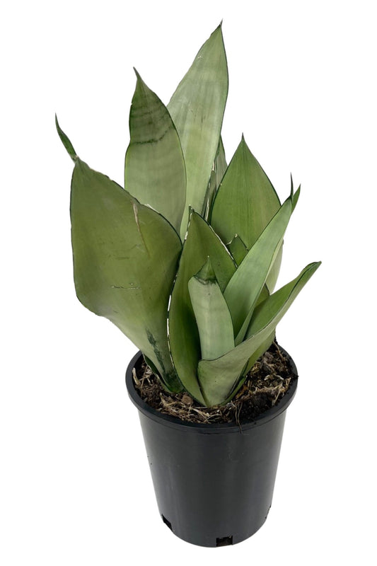 Sansevieria trifasciata 'Moonshine' - The Garden Corner